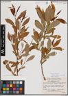 Foto von Salix eriocephala var. mackenzieana (Hook.) Dorn